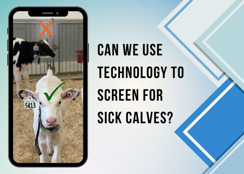 Can We Use Technology to Screen for Sick Calves? Dairy Herd